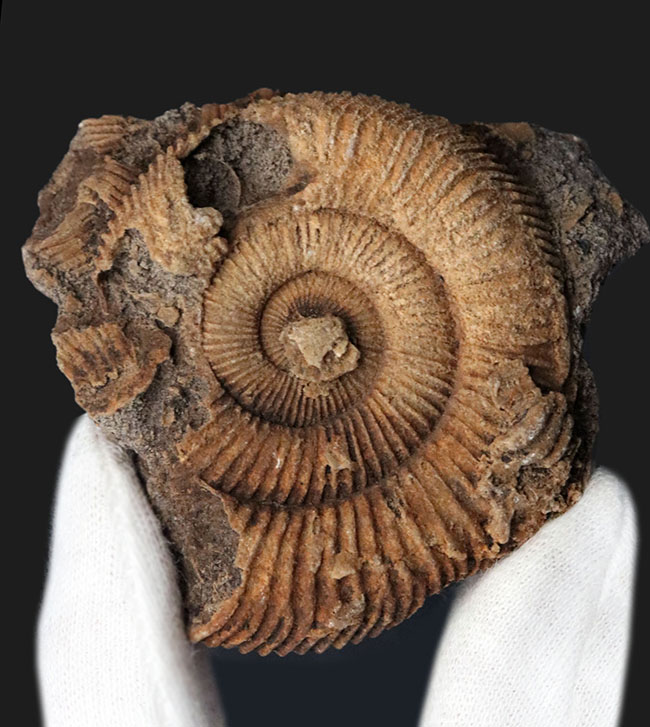 濃淡あるブラウンが美しい、ドイツ・シュライフハウゼン産のアンモナイト、ダクチリオセラス(Dactylioceras)の化石(その3)