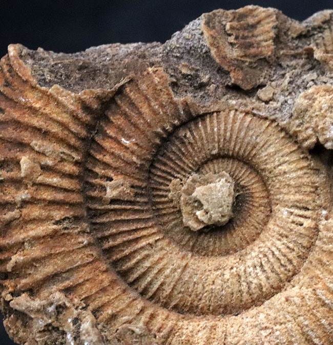 濃淡あるブラウンが美しい、ドイツ・シュライフハウゼン産のアンモナイト、ダクチリオセラス(Dactylioceras)の化石(その4)
