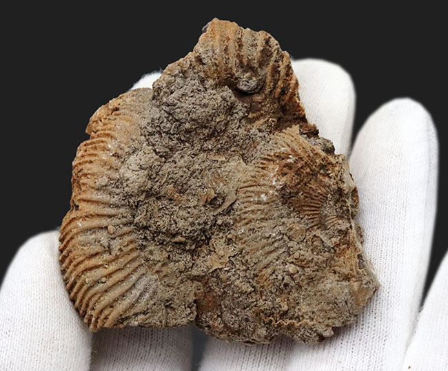濃淡あるブラウンが美しい、ドイツ・シュライフハウゼン産のアンモナイト、ダクチリオセラス(Dactylioceras)の化石(その5)