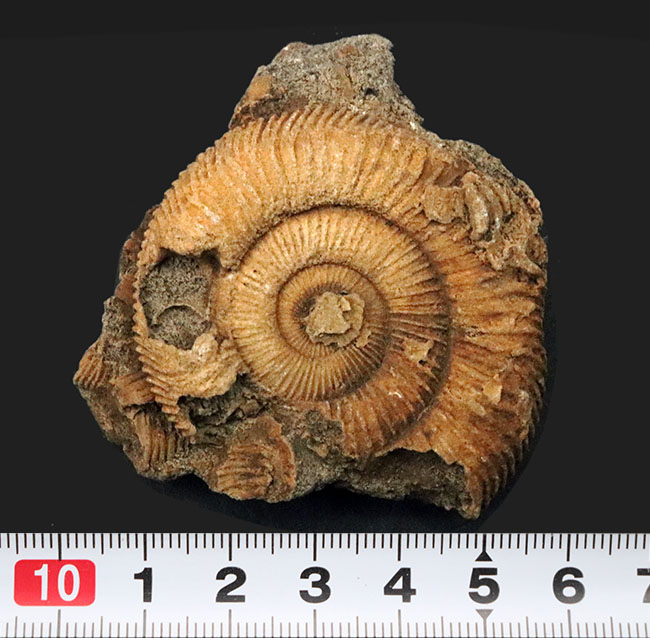 濃淡あるブラウンが美しい、ドイツ・シュライフハウゼン産のアンモナイト、ダクチリオセラス(Dactylioceras)の化石(その6)