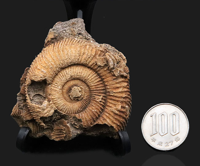 濃淡あるブラウンが美しい、ドイツ・シュライフハウゼン産のアンモナイト、ダクチリオセラス(Dactylioceras)の化石(その7)