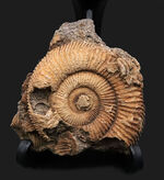 濃淡あるブラウンが美しい、ドイツ・シュライフハウゼン産のアンモナイト、ダクチリオセラス（Dactylioceras）の化石