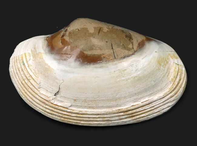 インドネシアの漸新世の地層から採集された二枚貝、ストリアルカ（Striarca cheribonensis）の化石（その1）