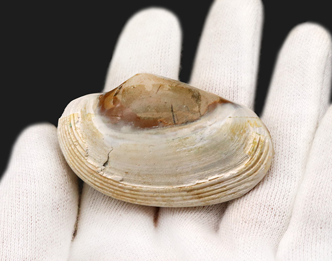 インドネシアの漸新世の地層から採集された二枚貝、ストリアルカ（Striarca cheribonensis）の化石（その2）