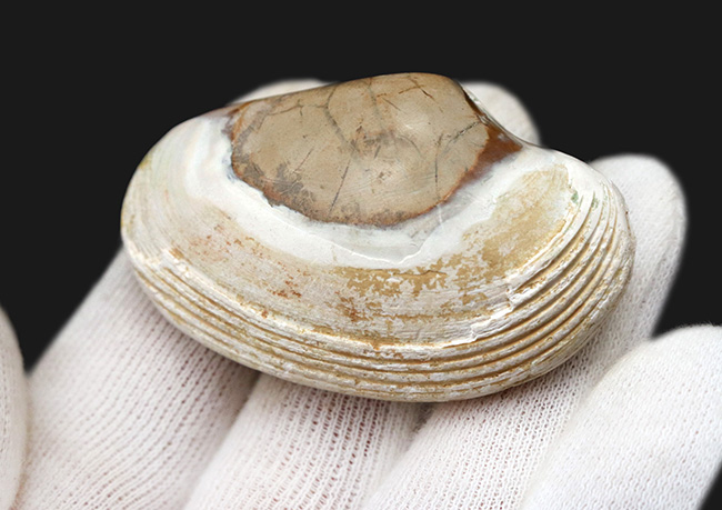 インドネシアの漸新世の地層から採集された二枚貝、ストリアルカ（Striarca cheribonensis）の化石（その3）