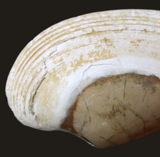 インドネシアの漸新世の地層から採集された二枚貝、ストリアルカ（Striarca cheribonensis）の化石（その4）