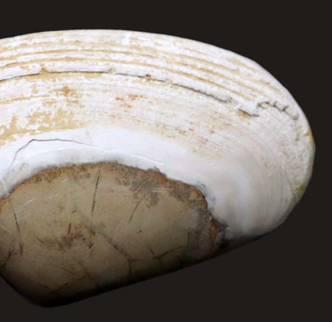インドネシアの漸新世の地層から採集された二枚貝、ストリアルカ（Striarca cheribonensis）の化石（その5）