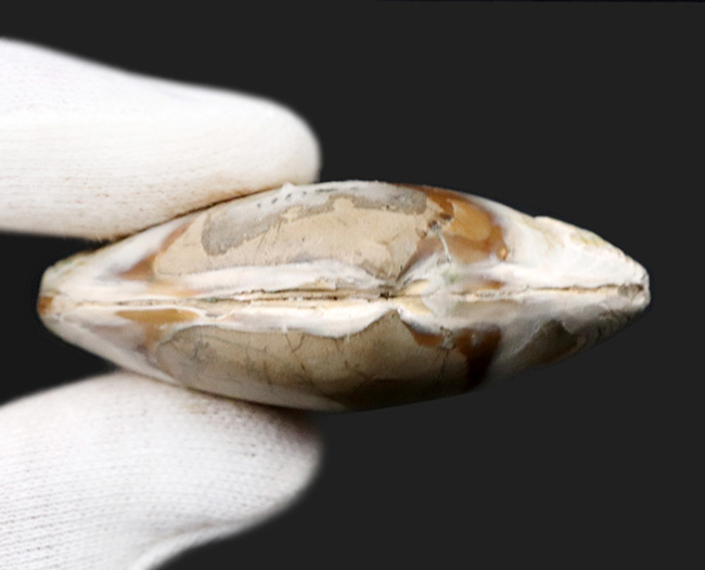 インドネシアの漸新世の地層から採集された二枚貝、ストリアルカ（Striarca cheribonensis）の化石（その6）