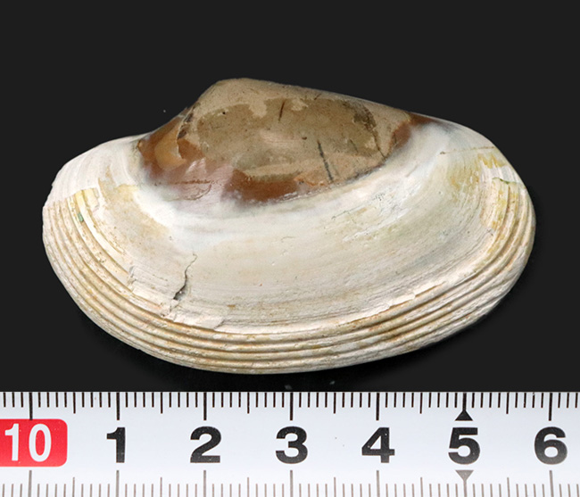 インドネシアの漸新世の地層から採集された二枚貝、ストリアルカ（Striarca cheribonensis）の化石（その7）