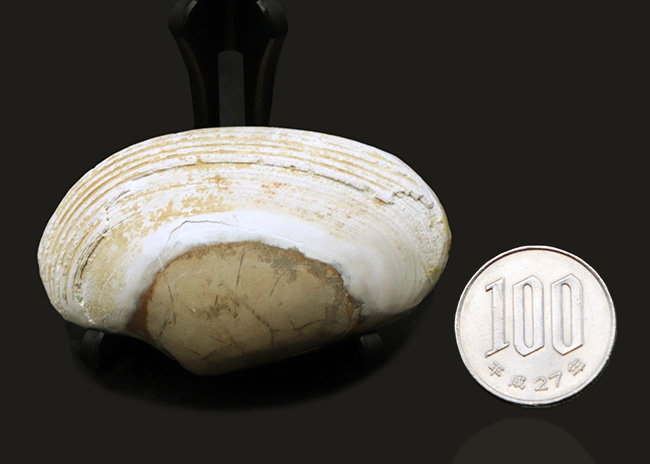 インドネシアの漸新世の地層から採集された二枚貝、ストリアルカ（Striarca cheribonensis）の化石（その8）