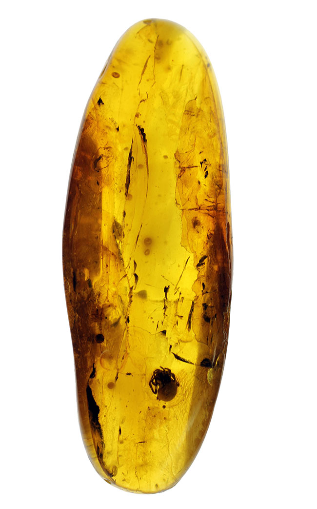 4000万年前以上のクモが内包されたバルト海産の虫入りの琥珀(Amber)(その2)