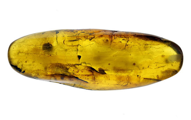 4000万年前以上のクモが内包されたバルト海産の虫入りの琥珀(Amber)(その3)