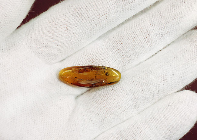 ４０００万年前以上のクモが内包されたバルト海産の虫入りの琥珀（Amber）（その4）