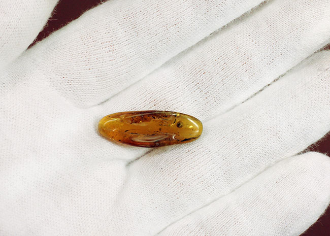 4000万年前以上のクモが内包されたバルト海産の虫入りの琥珀(Amber)(その4)