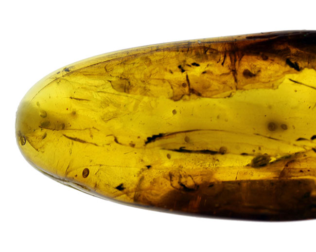 4000万年前以上のクモが内包されたバルト海産の虫入りの琥珀(Amber)(その5)