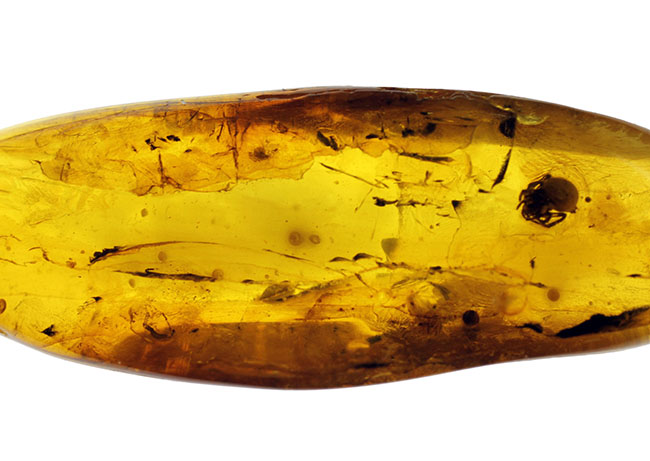 4000万年前以上のクモが内包されたバルト海産の虫入りの琥珀(Amber)(その6)