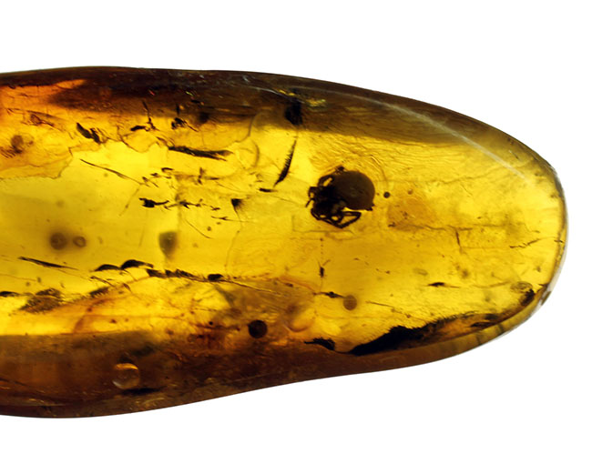 4000万年前以上のクモが内包されたバルト海産の虫入りの琥珀(Amber)(その7)