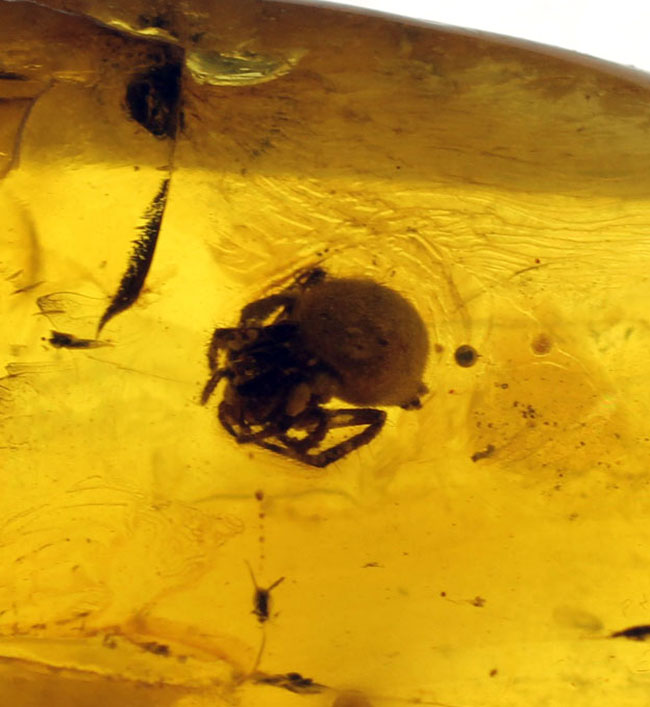 4000万年前以上のクモが内包されたバルト海産の虫入りの琥珀(Amber)(その8)