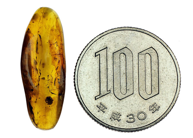 ４０００万年前以上のクモが内包されたバルト海産の虫入りの琥珀（Amber）（その9）