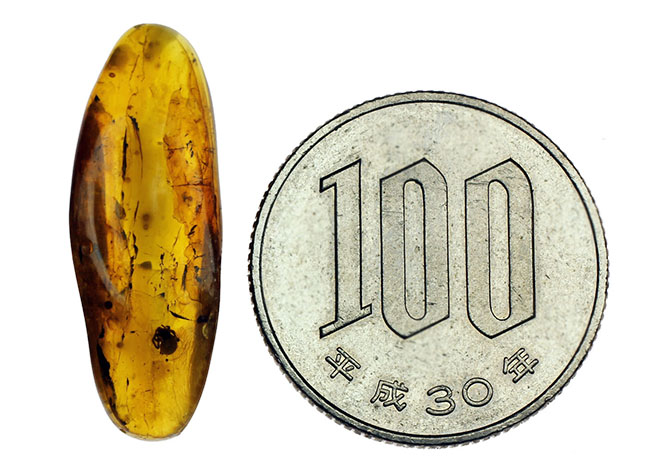 4000万年前以上のクモが内包されたバルト海産の虫入りの琥珀(Amber)(その9)