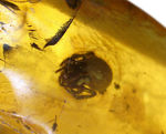 ４０００万年前以上のクモが内包されたバルト海産の虫入りの琥珀（Amber）