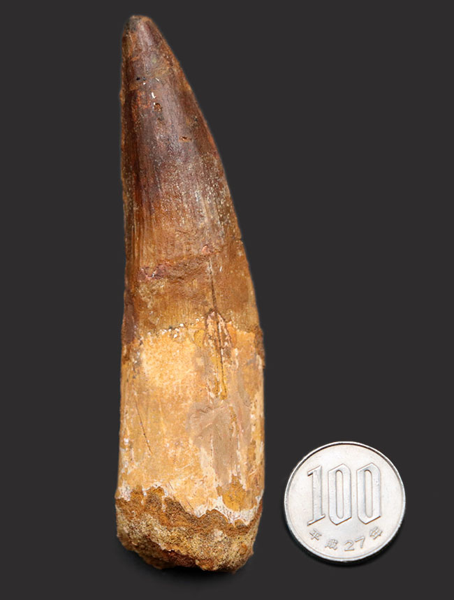 特大、１０センチオーバーのロングサイズ！コレクショングレード、スピノサウルス（Spinosaurus）の長い歯化石（その12）
