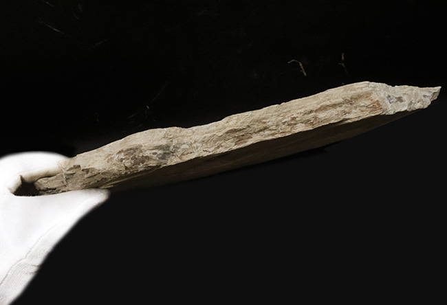 幻の魚　化石 Amazon | [N2 stone Natural] 天然化石 絶滅古代魚が含まれる白