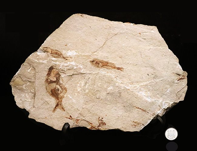 幻の魚　化石 幻の魚 化石 幻の魚 化石 1億9000万年前のほぼ