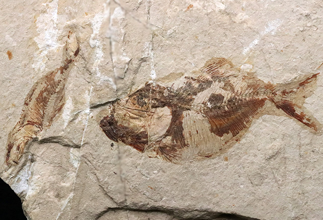 ベリーレア!めったに市場に出回られない希少種、レバノン産の絶滅古代魚の化石、シュードベリクス・シリアクス(Pseudoberyx syriacus)(その3)