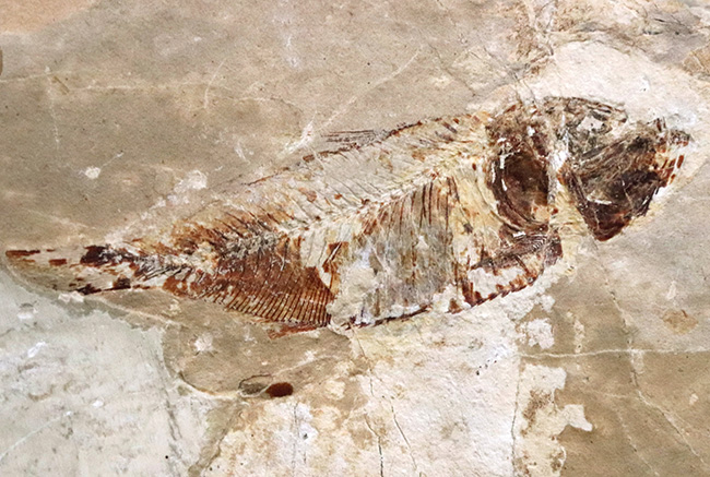 ベリーレア!めったに市場に出回られない希少種、レバノン産の絶滅古代魚の化石、シュードベリクス・シリアクス(Pseudoberyx syriacus)(その9)