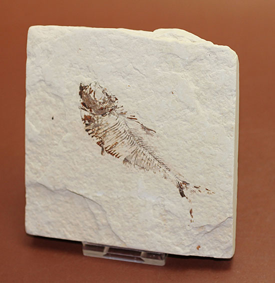 スクエアカットの母岩中央にポージングする、５０００万年前の古代魚化石。ディプロミスタス(Diplomystus dentatus)（その1）