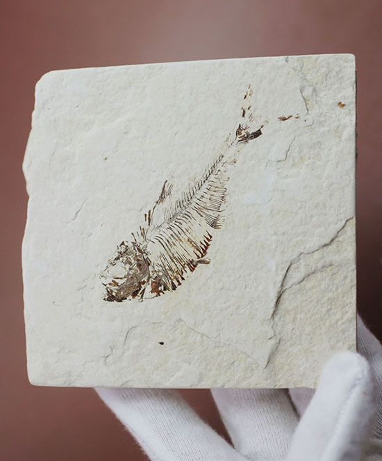 スクエアカットの母岩中央にポージングする、５０００万年前の古代魚化石。ディプロミスタス(Diplomystus dentatus)（その10）