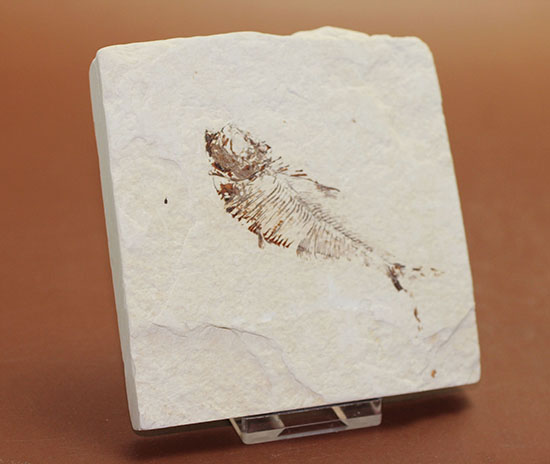 スクエアカットの母岩中央にポージングする、５０００万年前の古代魚化石。ディプロミスタス(Diplomystus dentatus)（その11）
