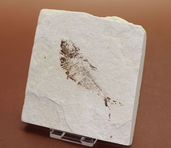スクエアカットの母岩中央にポージングする、５０００万年前の古代魚化石。ディプロミスタス(Diplomystus dentatus)（その12）