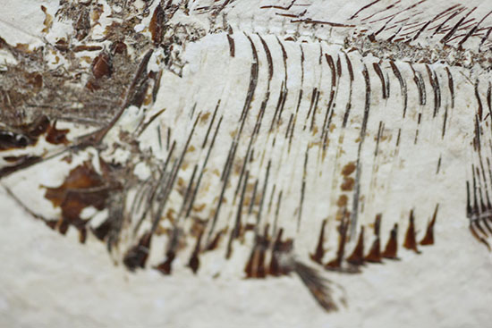 スクエアカットの母岩中央にポージングする、５０００万年前の古代魚化石。ディプロミスタス(Diplomystus dentatus)（その14）