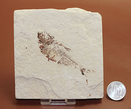 スクエアカットの母岩中央にポージングする、５０００万年前の古代魚化石。ディプロミスタス(Diplomystus dentatus)（その16）
