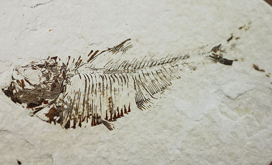 スクエアカットの母岩中央にポージングする、５０００万年前の古代魚化石。ディプロミスタス(Diplomystus dentatus)（その2）