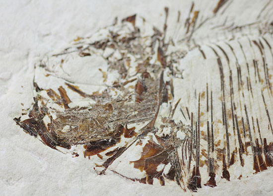 スクエアカットの母岩中央にポージングする、５０００万年前の古代魚化石。ディプロミスタス(Diplomystus dentatus)（その3）