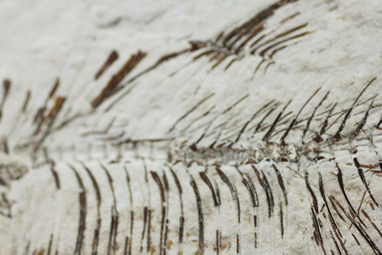 スクエアカットの母岩中央にポージングする、５０００万年前の古代魚化石。ディプロミスタス(Diplomystus dentatus)（その4）