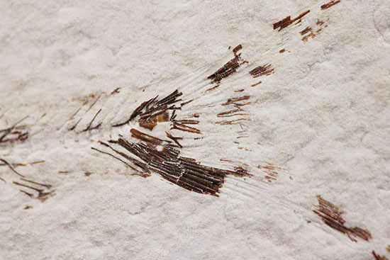 スクエアカットの母岩中央にポージングする、５０００万年前の古代魚化石。ディプロミスタス(Diplomystus dentatus)（その6）