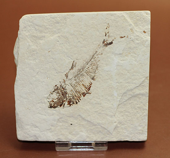 スクエアカットの母岩中央にポージングする、５０００万年前の古代魚化石。ディプロミスタス(Diplomystus dentatus)（その7）