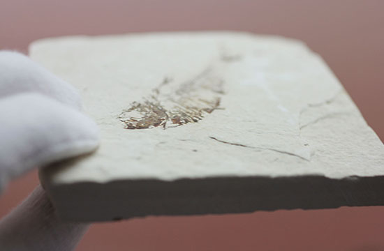 スクエアカットの母岩中央にポージングする、５０００万年前の古代魚化石。ディプロミスタス(Diplomystus dentatus)（その9）