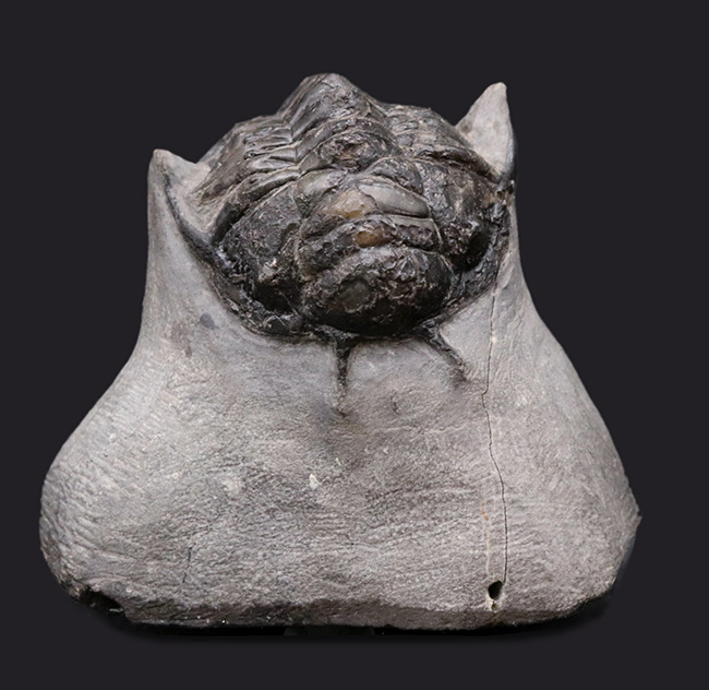 一般市場に降りてきた、奇々怪々なモンスター!メガサイズ!これまで見た中で最大のキルトメトプス(Cyrtometopus)が登場(その1)