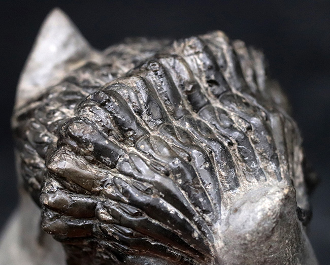 一般市場に降りてきた、奇々怪々なモンスター!メガサイズ!これまで見た中で最大のキルトメトプス(Cyrtometopus)が登場(その3)