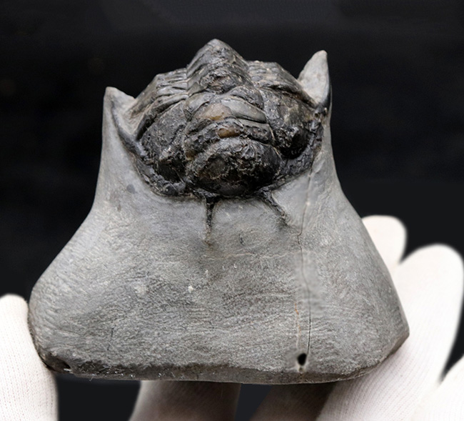 一般市場に降りてきた、奇々怪々なモンスター!メガサイズ!これまで見た中で最大のキルトメトプス(Cyrtometopus)が登場(その6)