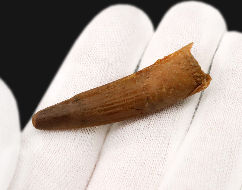 エナメル質、ストリエーションなどディテールまでよく保存された、スピノサウルス（Spinosaurus）のスマートな歯化石（その3）