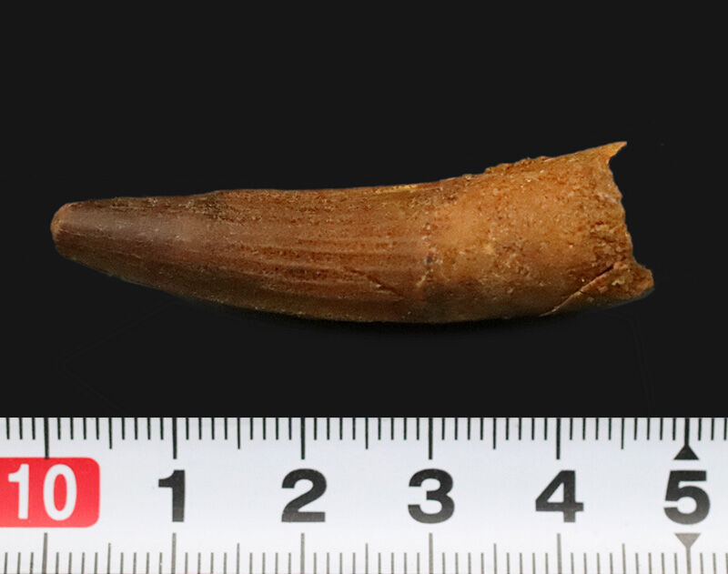 エナメル質、ストリエーションなどディテールまでよく保存された、スピノサウルス（Spinosaurus）のスマートな歯化石（その6）