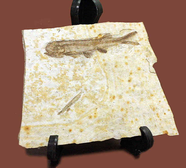 白亜紀前期の絶滅淡水魚、リコプテラ（Lycoptera sp.）の化石。（その1）