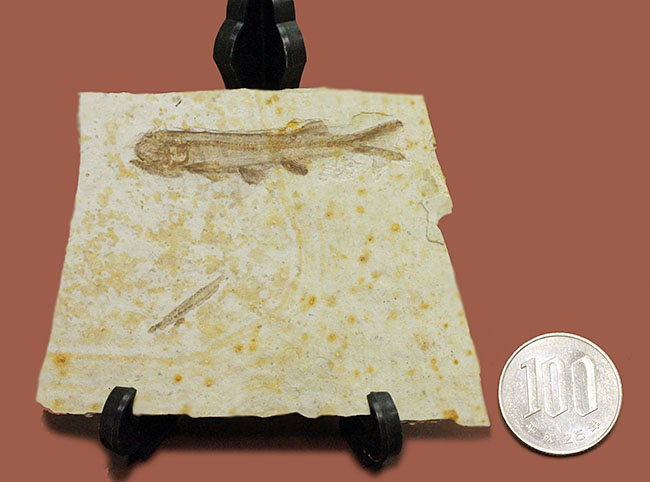 白亜紀前期の絶滅淡水魚、リコプテラ（Lycoptera sp.）の化石。（その10）