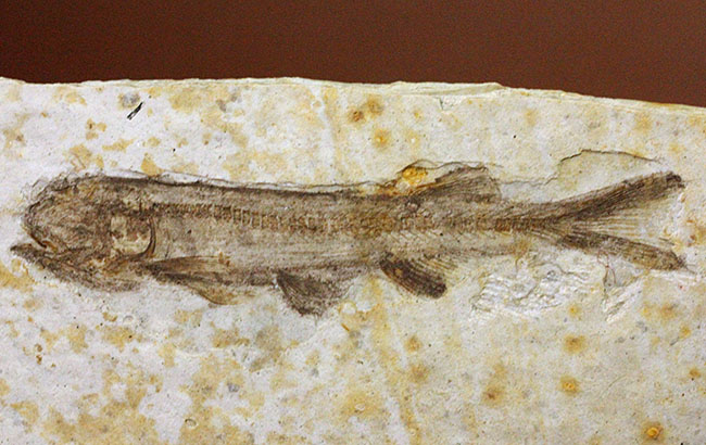 白亜紀前期の絶滅淡水魚、リコプテラ（Lycoptera sp.）の化石。（その2）